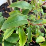 , Ingredients, Elyxa