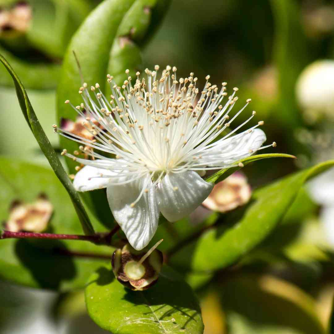 Elyxa Australian Organic Whole-food Supplements Aniseed Myrtle