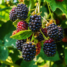 Elyxa Australian Organic Whole-food Supplements Blackberry