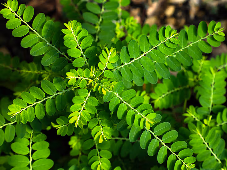 , Ingredients, Elyxa