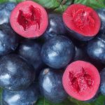 , Ingredients, Elyxa