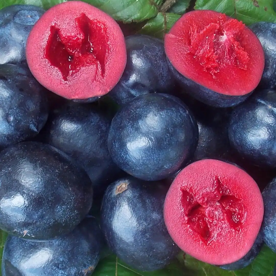Elyxa Australian Organic Whole-food Supplements Davidson Plum