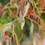 , Ingredients, Elyxa