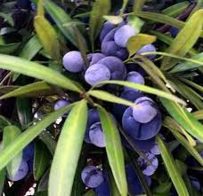 Elyxa Australian Organic Whole-food Supplements Illawarra Plum