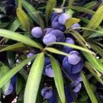 , Ingredients, Elyxa