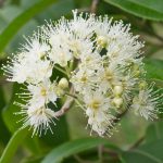 , Ingredients, Elyxa