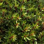 , Ingredients, Elyxa