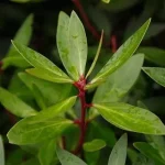 , Ingredients, Elyxa