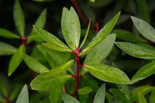 Elyxa Australian Organic Whole-food Supplements Mountain Pepperleaf