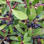 , Ingredients, Elyxa
