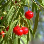 , Ingredients, Elyxa