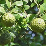 , Ingredients, Elyxa