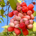 , Ingredients, Elyxa