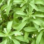 , Ingredients, Elyxa