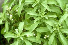 Elyxa Australian Organic Whole-food Supplements Stevia