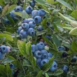 , Ingredients, Elyxa