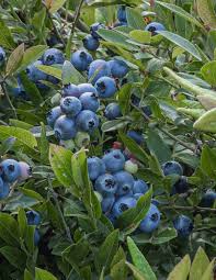 Elyxa Australian Organic Whole-food Supplements Wild Blueberries