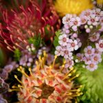 , Ingredients, Elyxa