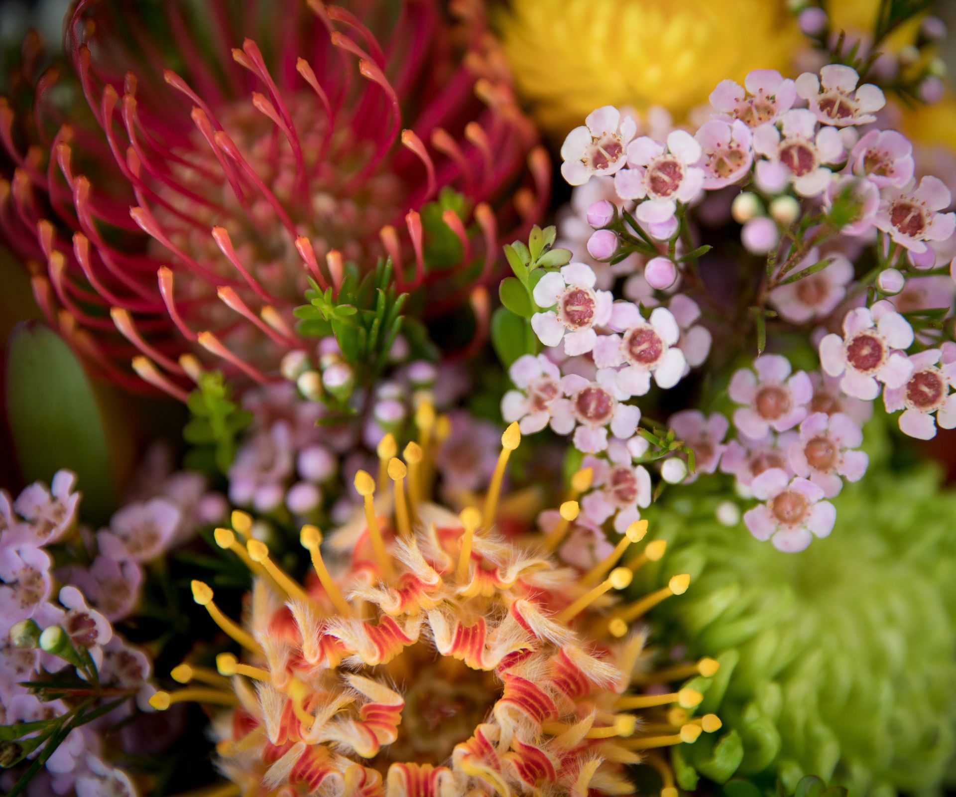 Elyxa Australian Organic Whole-food Supplements How To Grow Australian Native Flowers